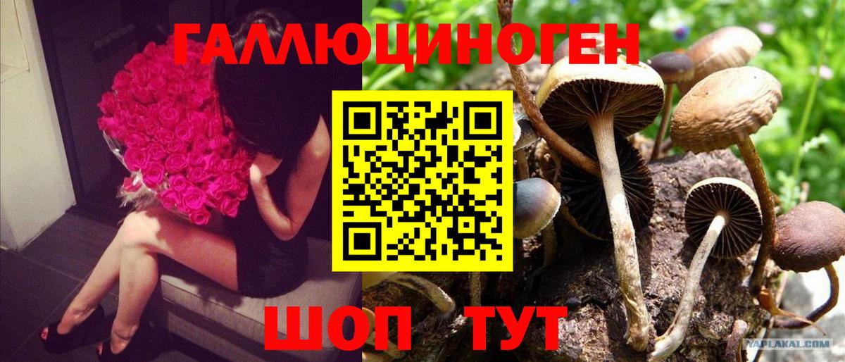 что такое   Вход с VPN  Алейск  Псилоцибиновые грибы Cubensis 